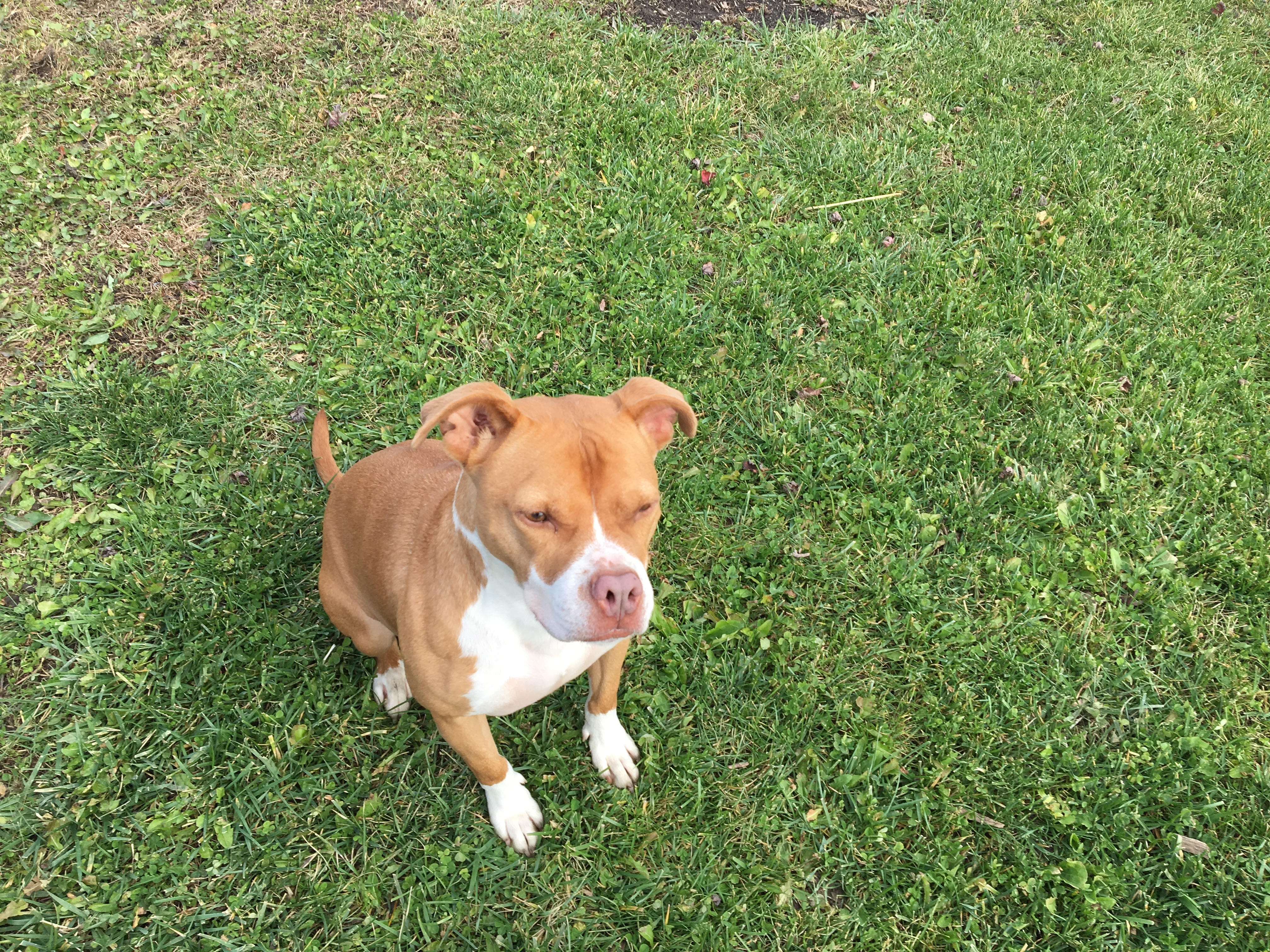 Honey, a Adoptable mixed breed image 2/12