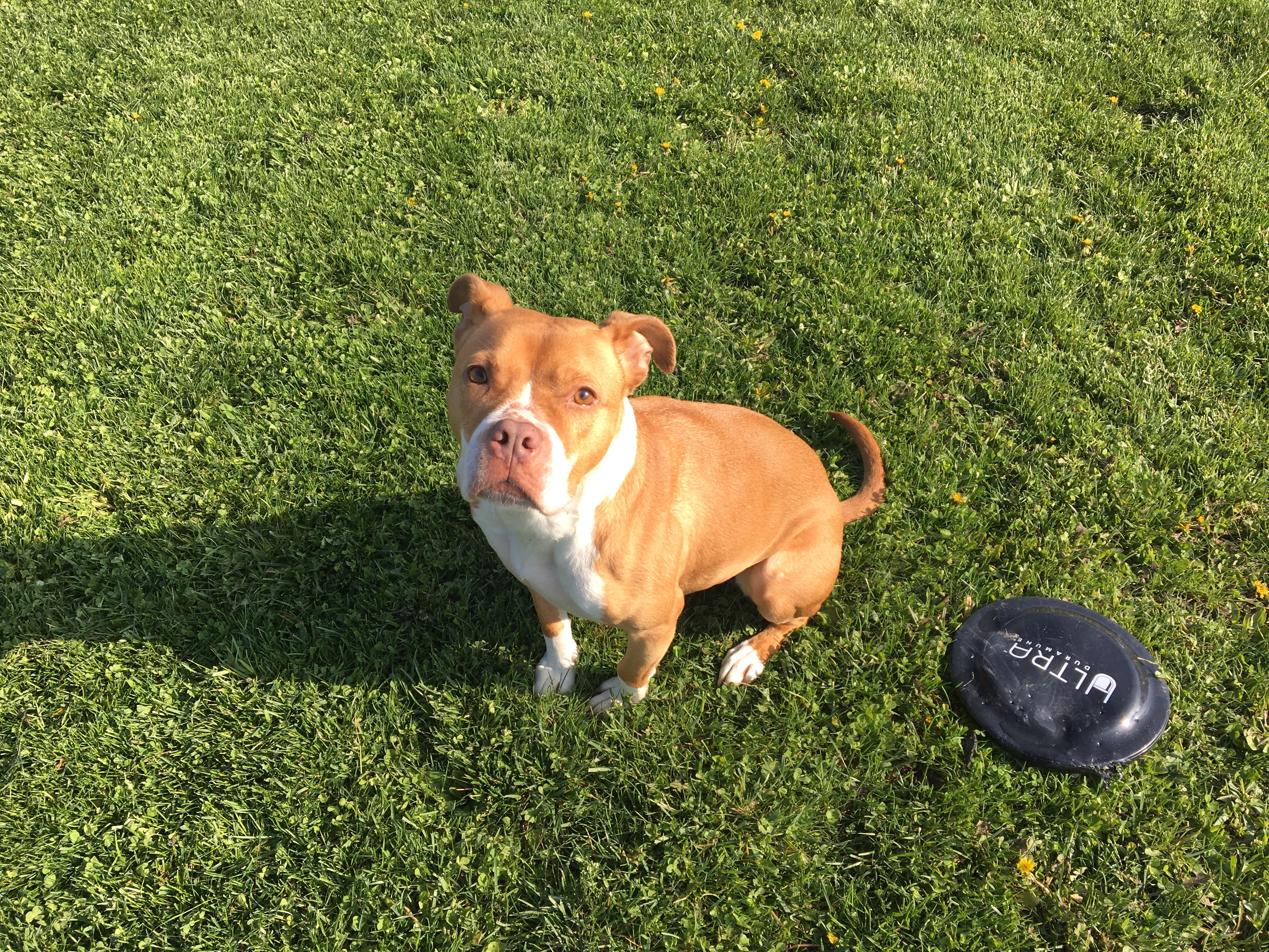 Honey, a Adoptable mixed breed image 3/12