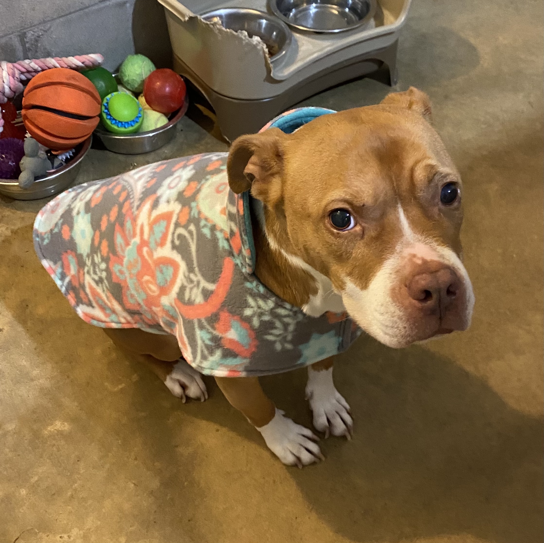 Honey, a Adoptable mixed breed image 4/12