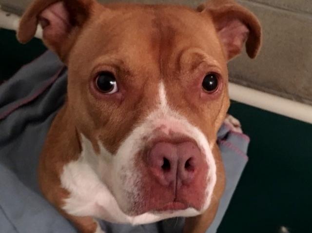 Honey, a Adoptable mixed breed image 6/12