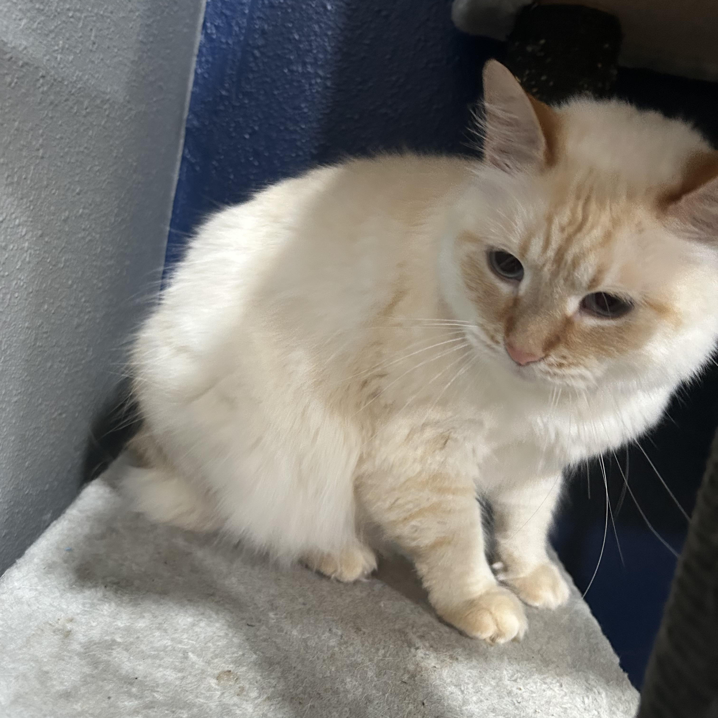Wendy, an adoptable Siamese in Mabank, TX, 75156 | Photo Image 5