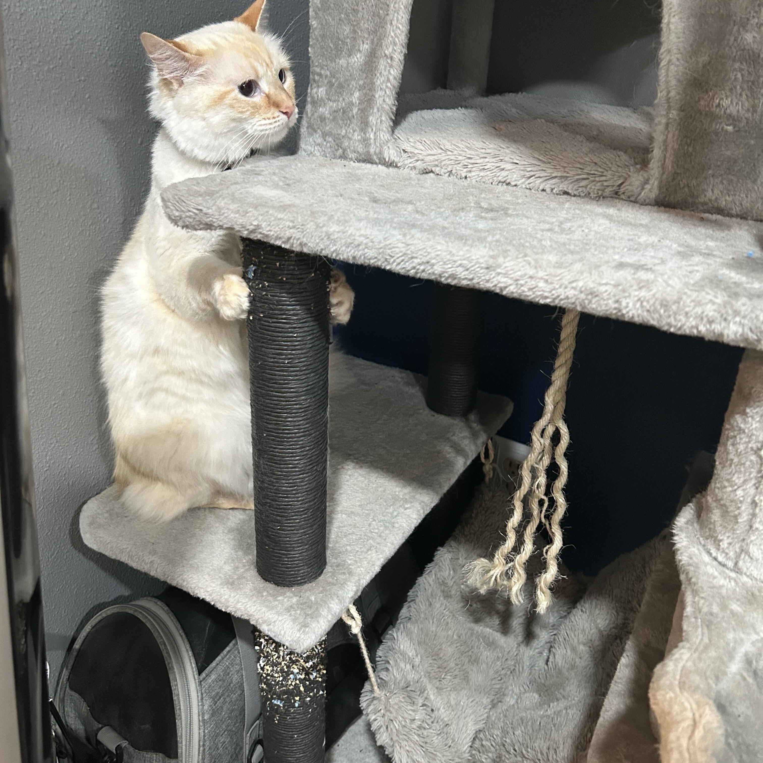 Wendy, an adoptable Siamese in Mabank, TX, 75156 | Photo Image 4