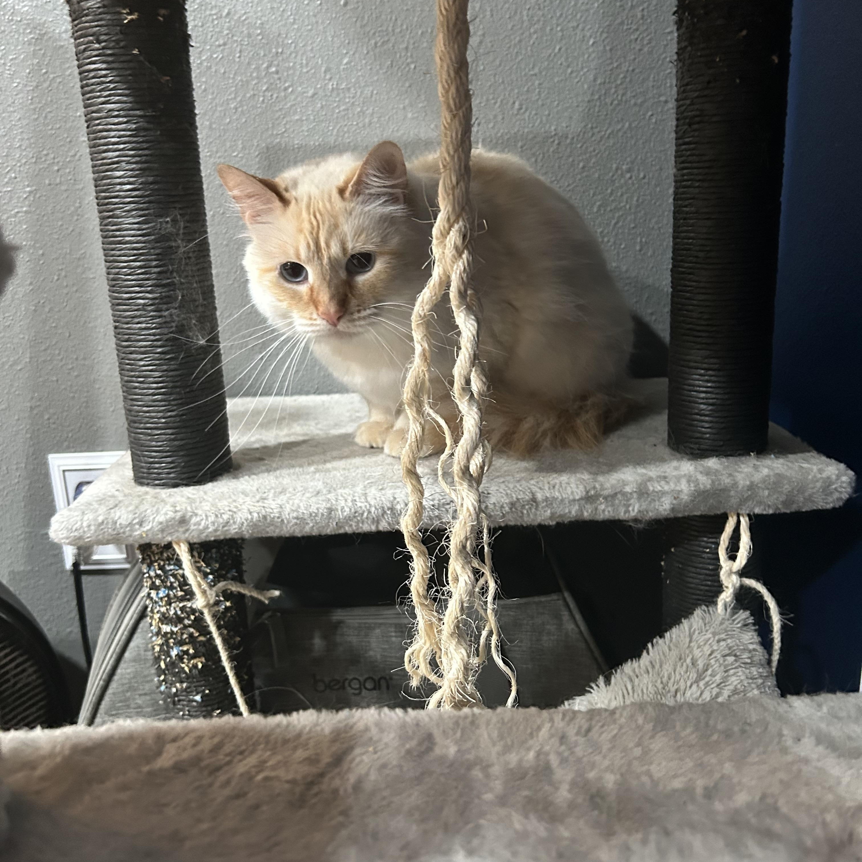 Wendy, an adoptable Siamese in Mabank, TX, 75156 | Photo Image 3