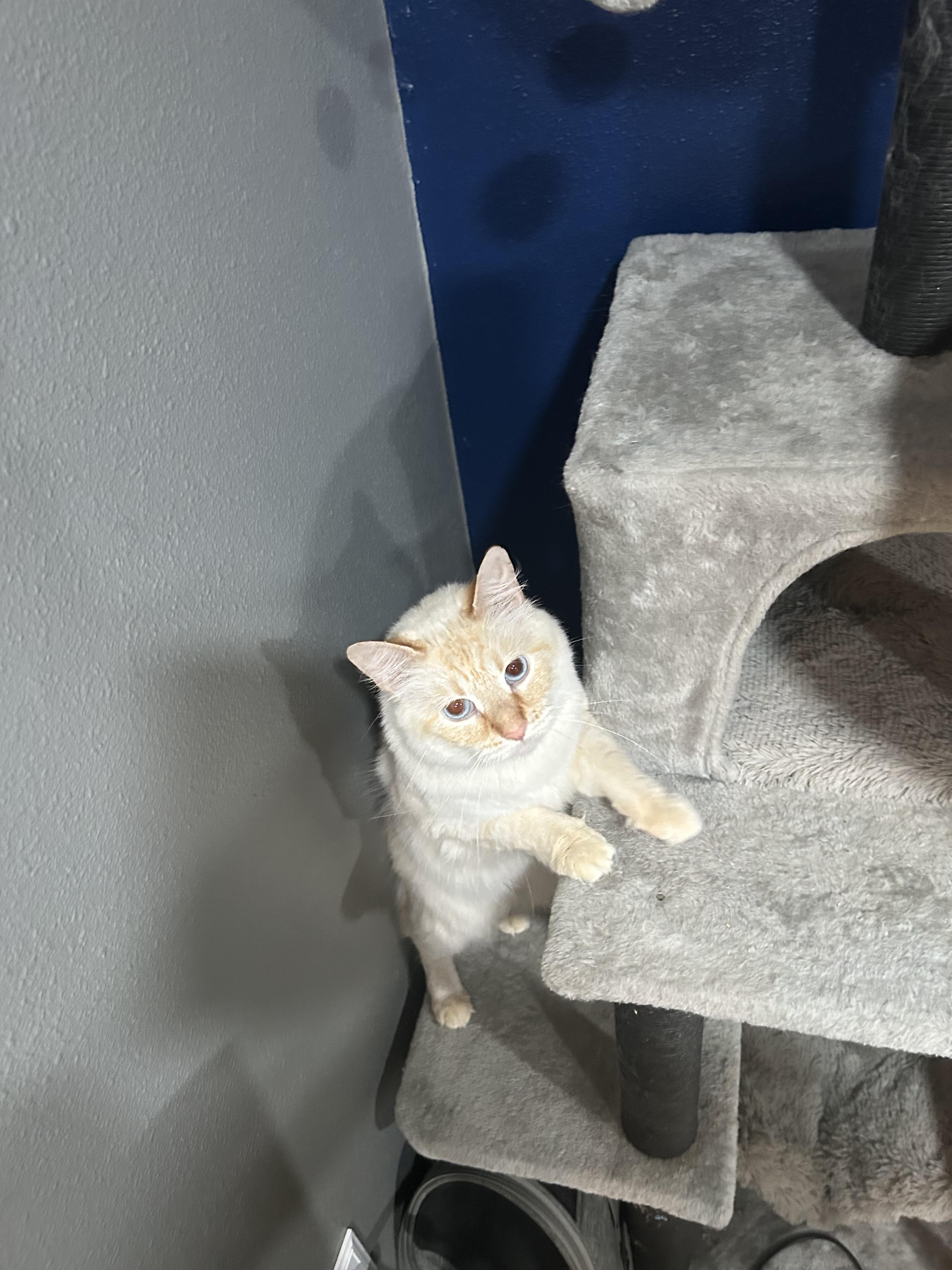 Wendy, an adoptable Siamese in Mabank, TX, 75156 | Photo Image 2