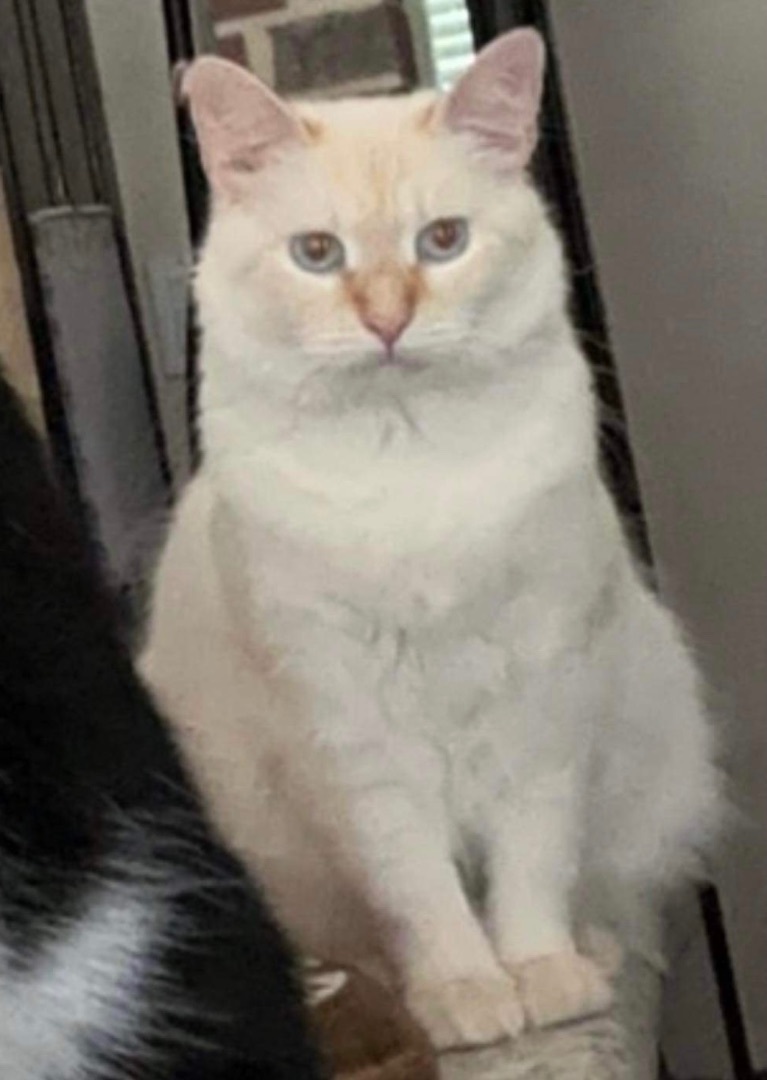 Wendy, an adoptable Siamese in Mabank, TX, 75156 | Photo Image 6