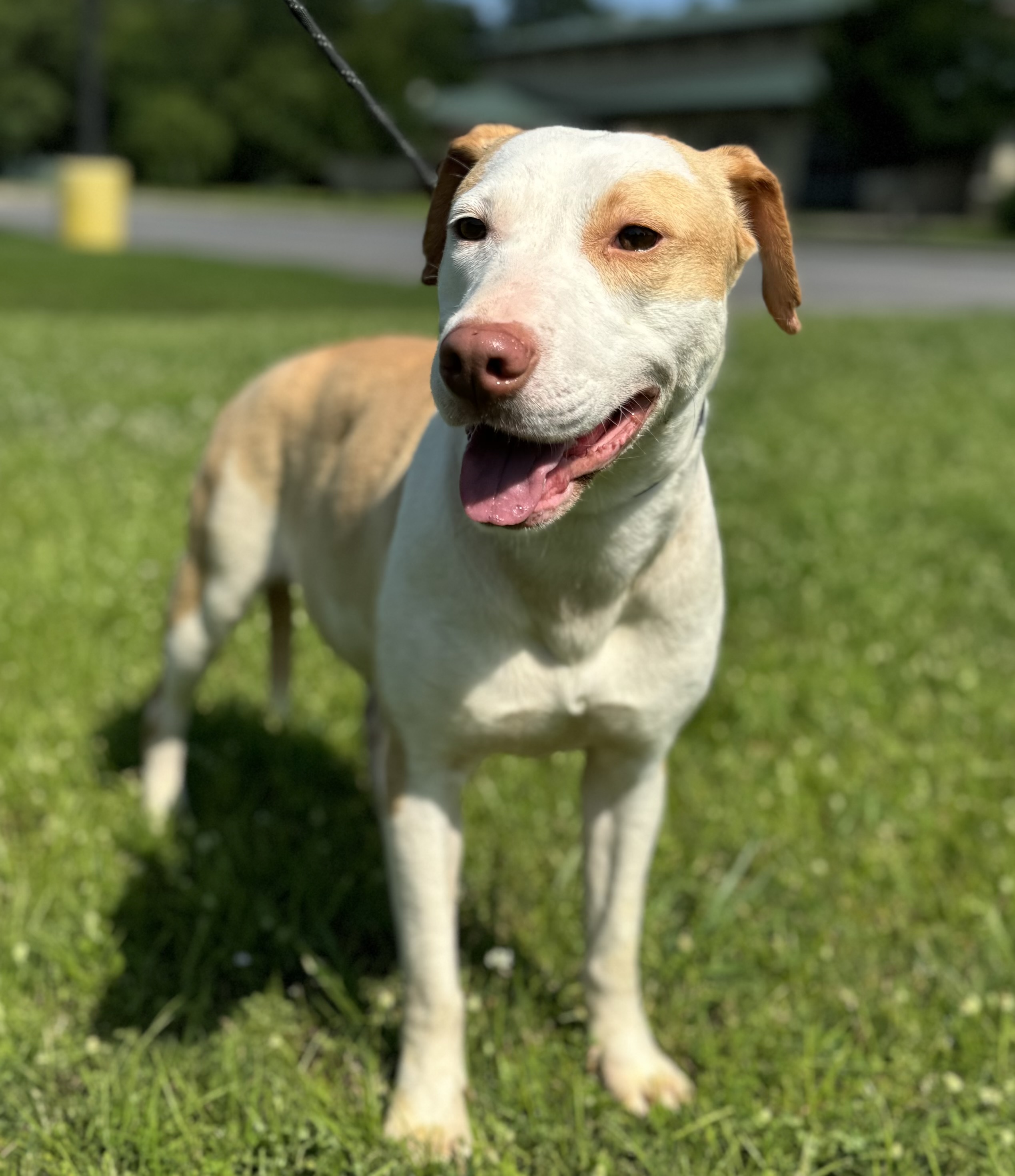 Roz, Adoptable, Adult Female Pit Bull Terrier.