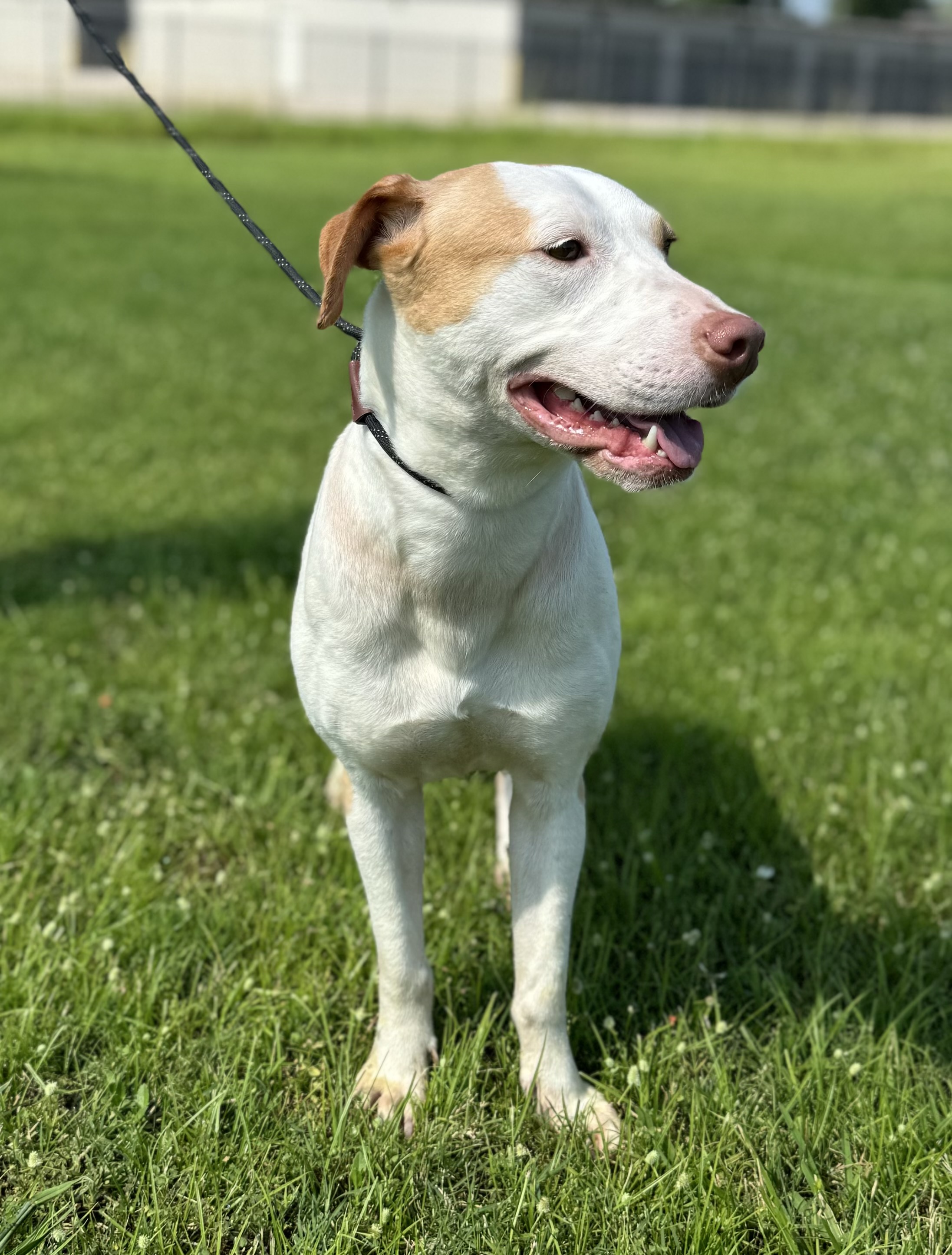 Roz, a Adoptable Pit Bull Terrier in Snohomish, WA image 2/6