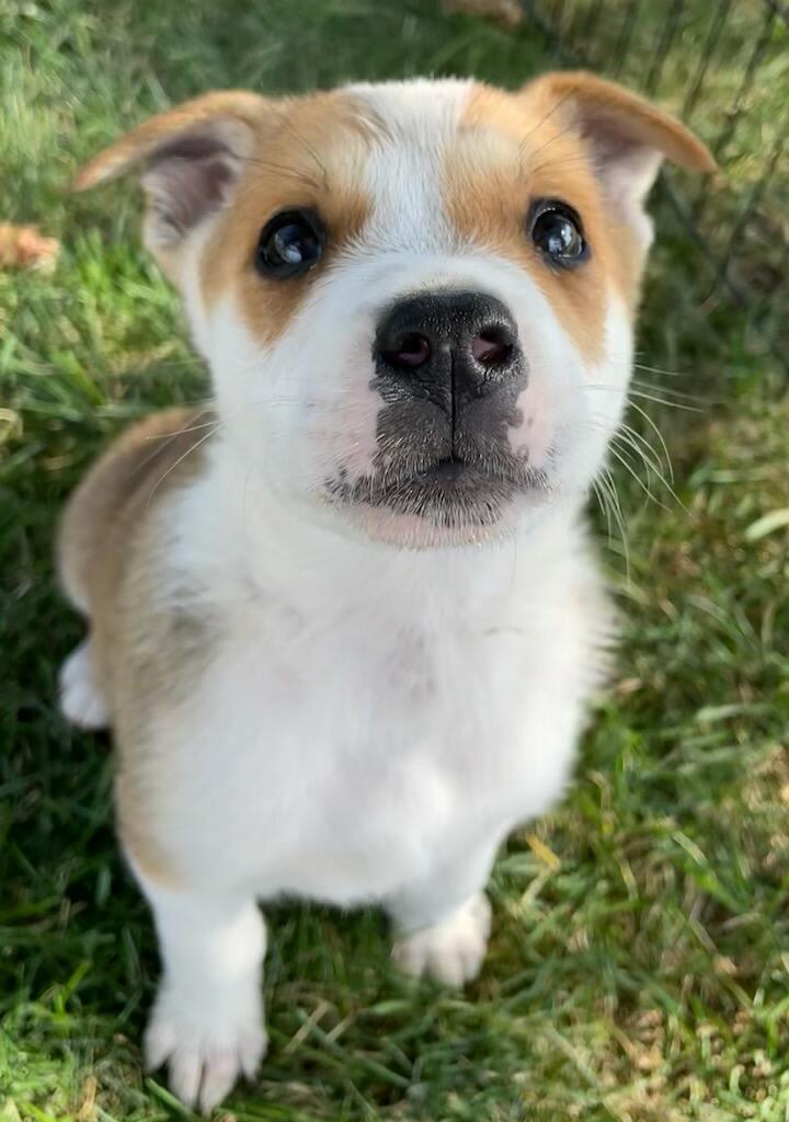Enlarge Sawyer, a ADOPTABLE mixed breed in Polson, MT image 2/6