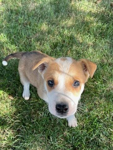 Enlarge Sawyer, a ADOPTABLE mixed breed in Polson, MT image 6/6