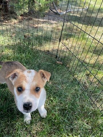 Enlarge Sawyer, a ADOPTABLE mixed breed in Polson, MT image 3/6