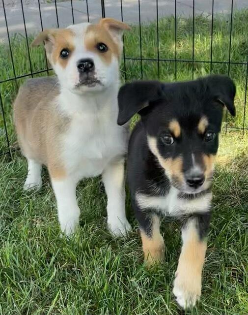 Enlarge Sawyer, a ADOPTABLE mixed breed in Polson, MT image 5/6