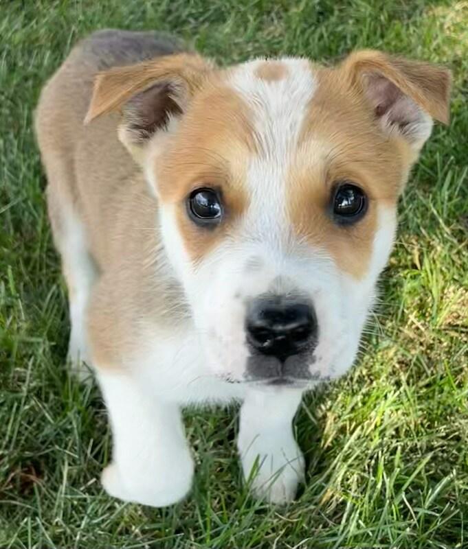 Enlarge Sawyer, a ADOPTABLE mixed breed in Polson, MT image 1/6