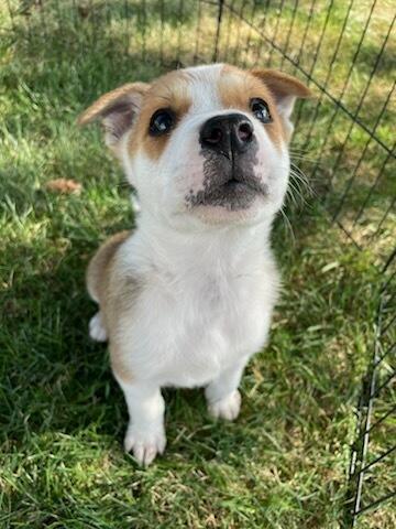 Enlarge Sawyer, a ADOPTABLE mixed breed in Polson, MT image 4/6