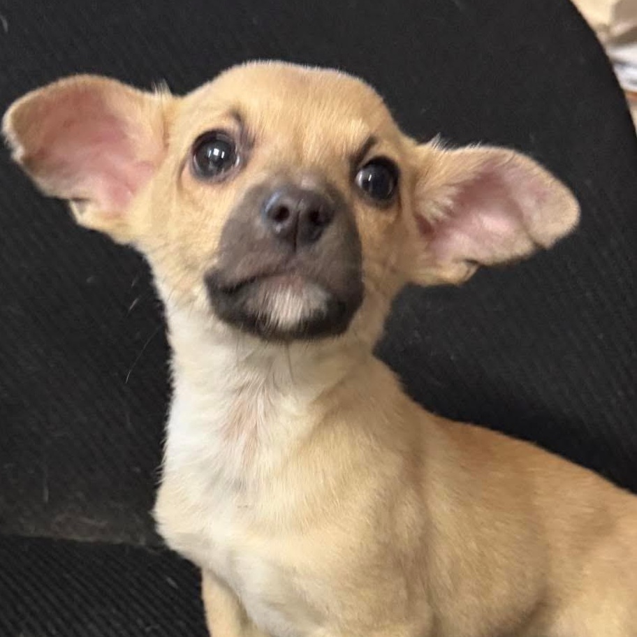 Burt — thumbnail 2