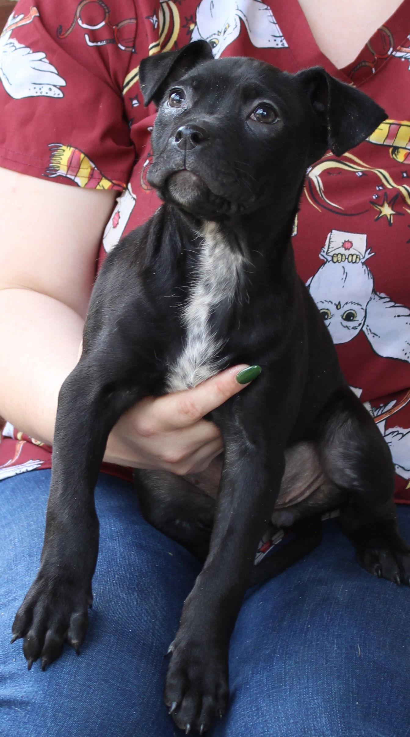 Barley 43332, Adopted, Puppy Female Boxer.