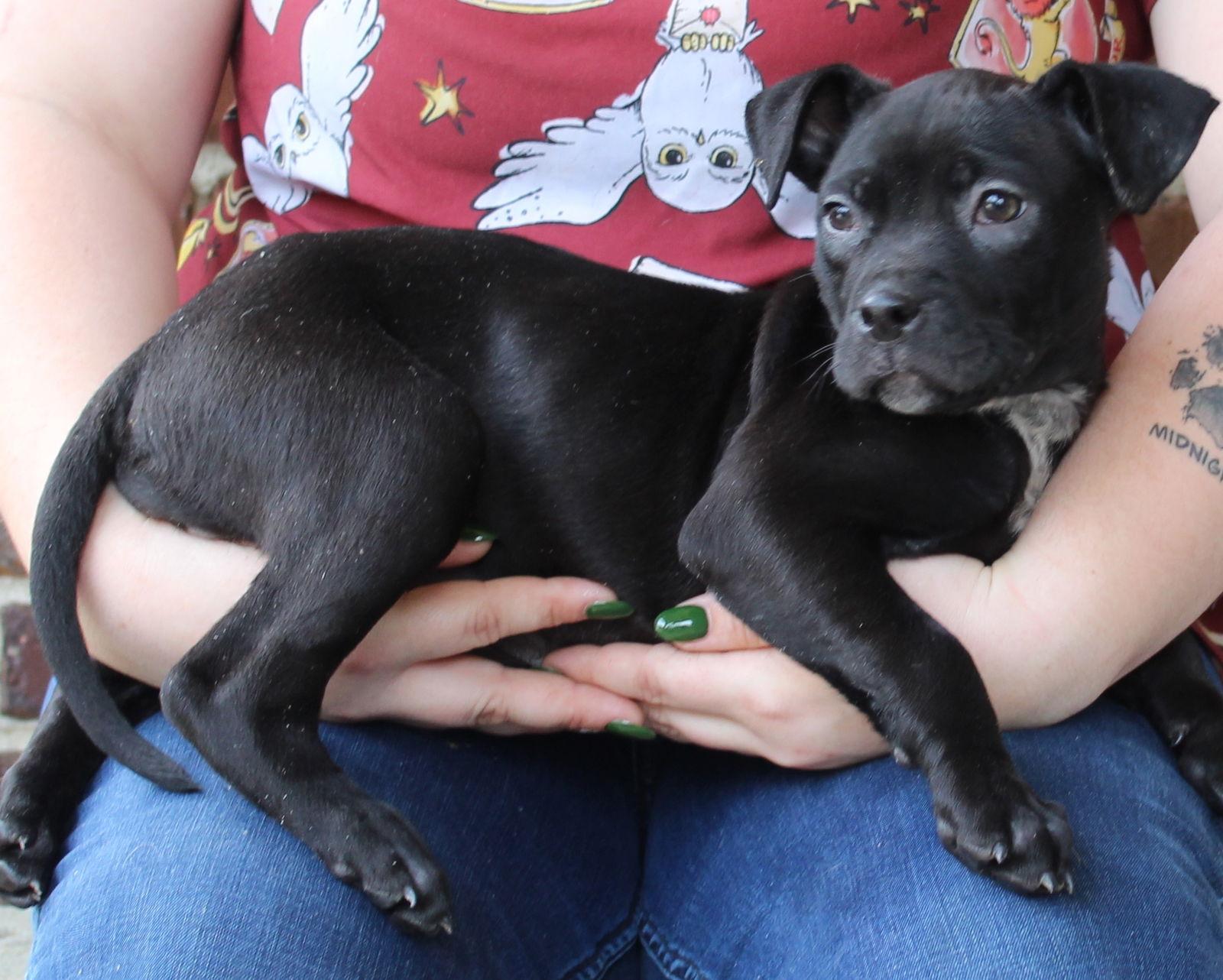 Enlarge Barley 43332, a Adopted Boxer in Prattville, AL image 2/3