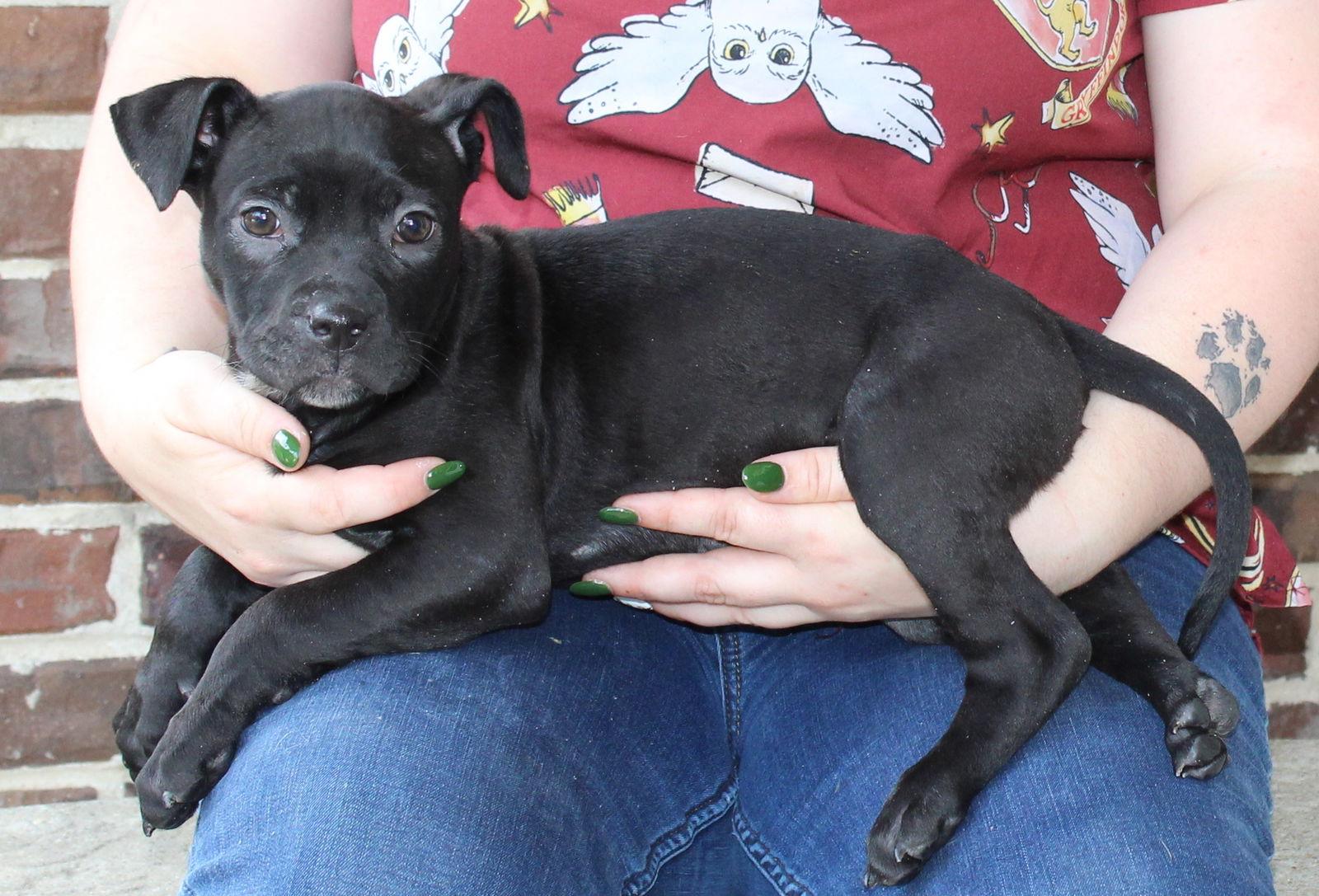 Enlarge Barley 43332, a Adopted Boxer in Prattville, AL image 3/3