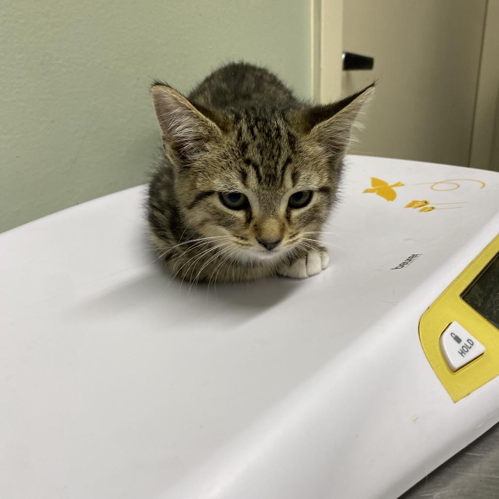 Olive, Adoptable, Kitten Female Domestic Short Hair.