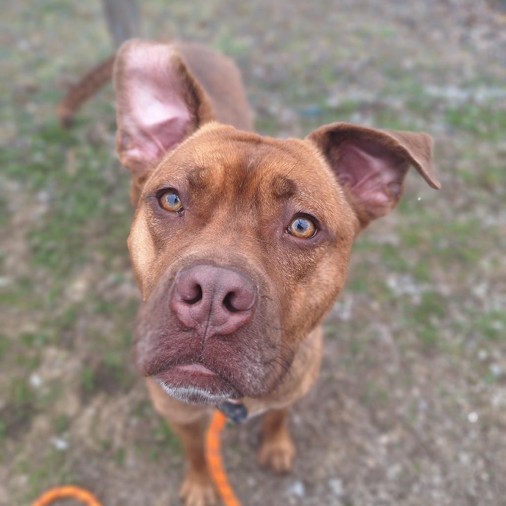 Princess, an adopted Mixed Breed in Cape Girardeau, MO image 2/3