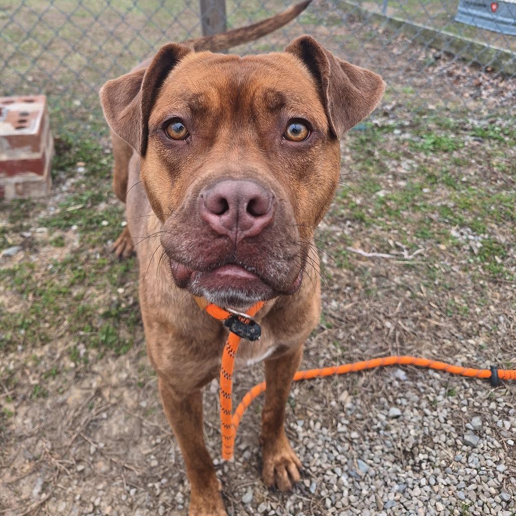 Princess, an adopted Mixed Breed in Cape Girardeau, MO image 1/3