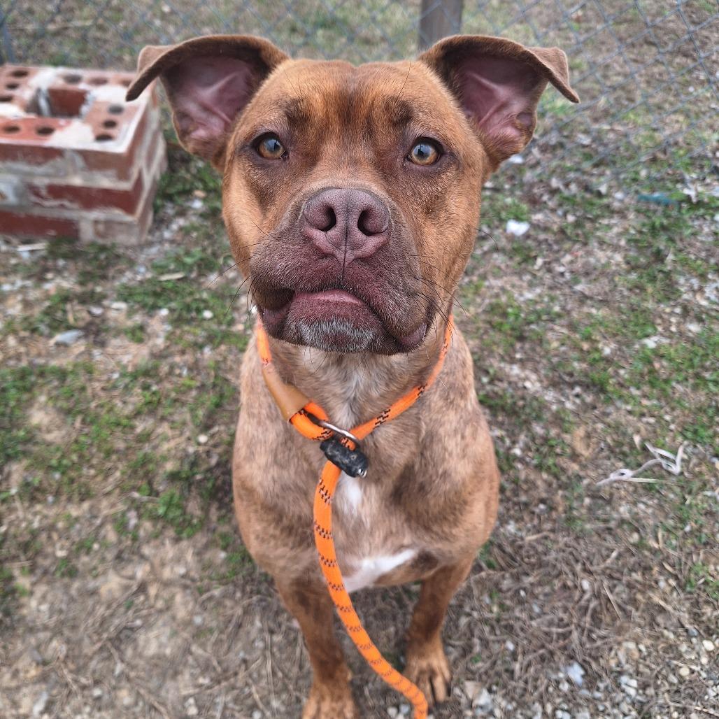 Princess, an adopted Mixed Breed in Cape Girardeau, MO image 3/3