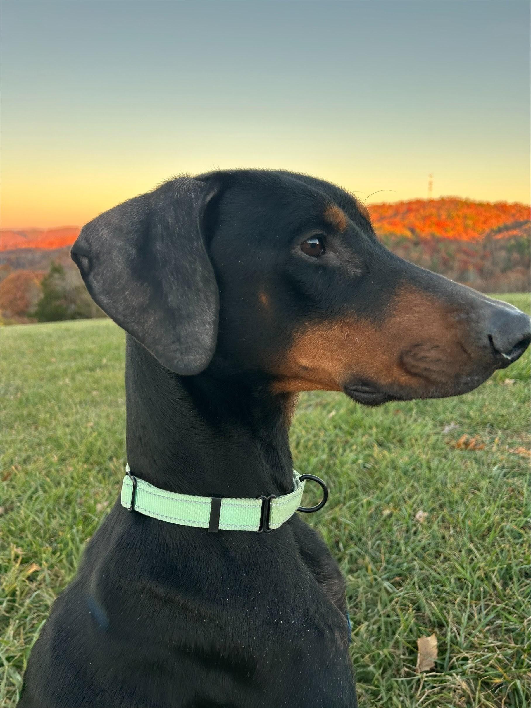 Enlarge Jake, an adopted Doberman Pinscher in Knoxville, TN image 1/4