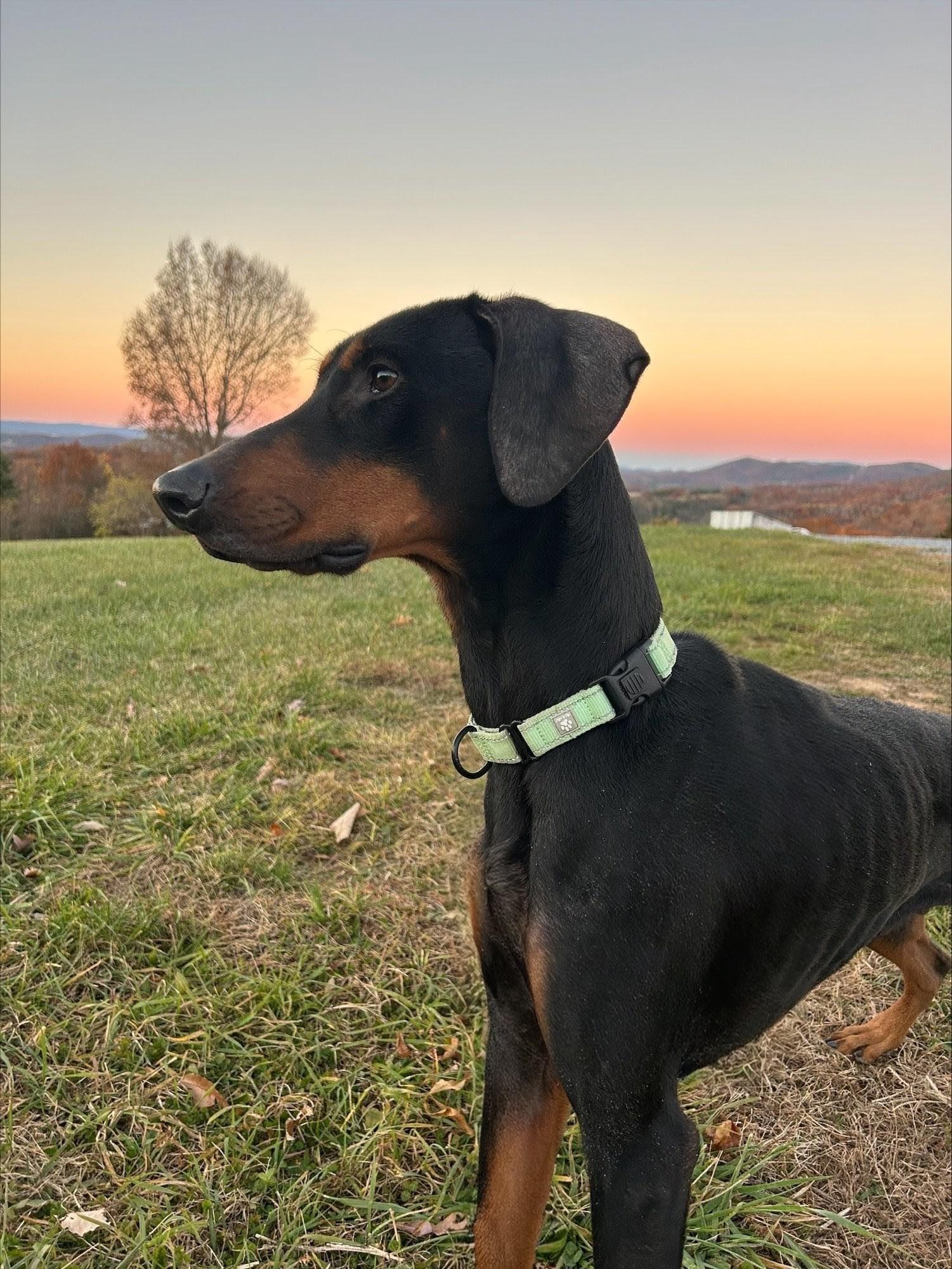 Enlarge Jake, an adopted Doberman Pinscher in Knoxville, TN image 2/4