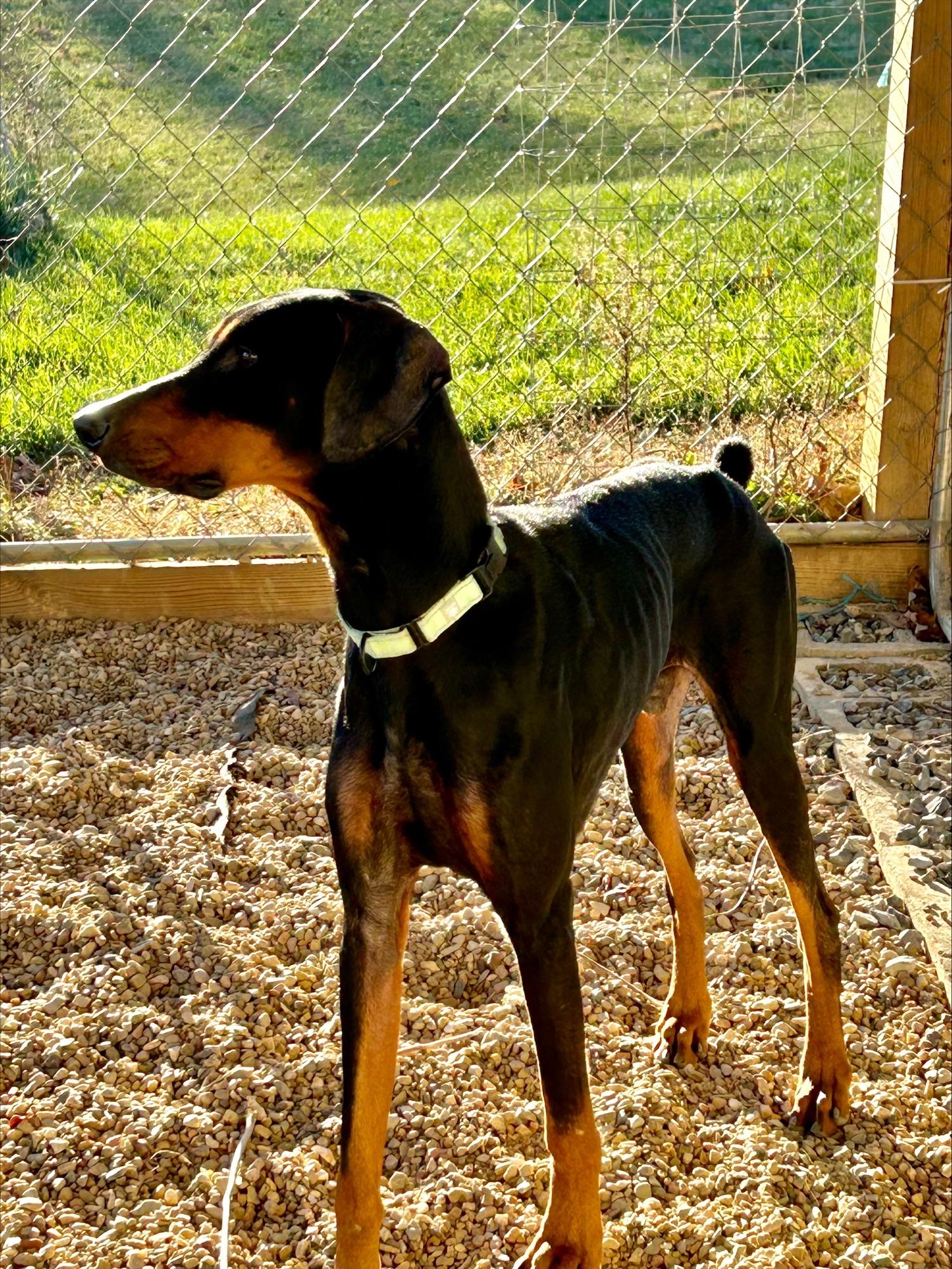 Enlarge Jake, an adopted Doberman Pinscher in Knoxville, TN image 3/4