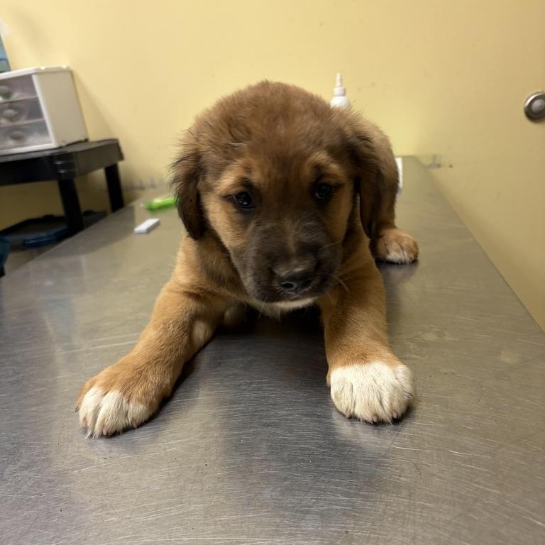 Enlarge Tonic, a Adopted mixed breed in Myrtle Beach, SC image 1/1