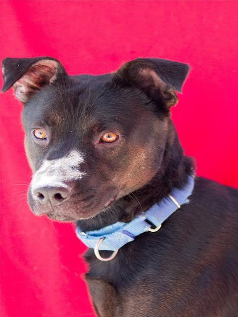 SAINT, Adoptable, Adult Male Black Mouth Cur & Mixed Breed.