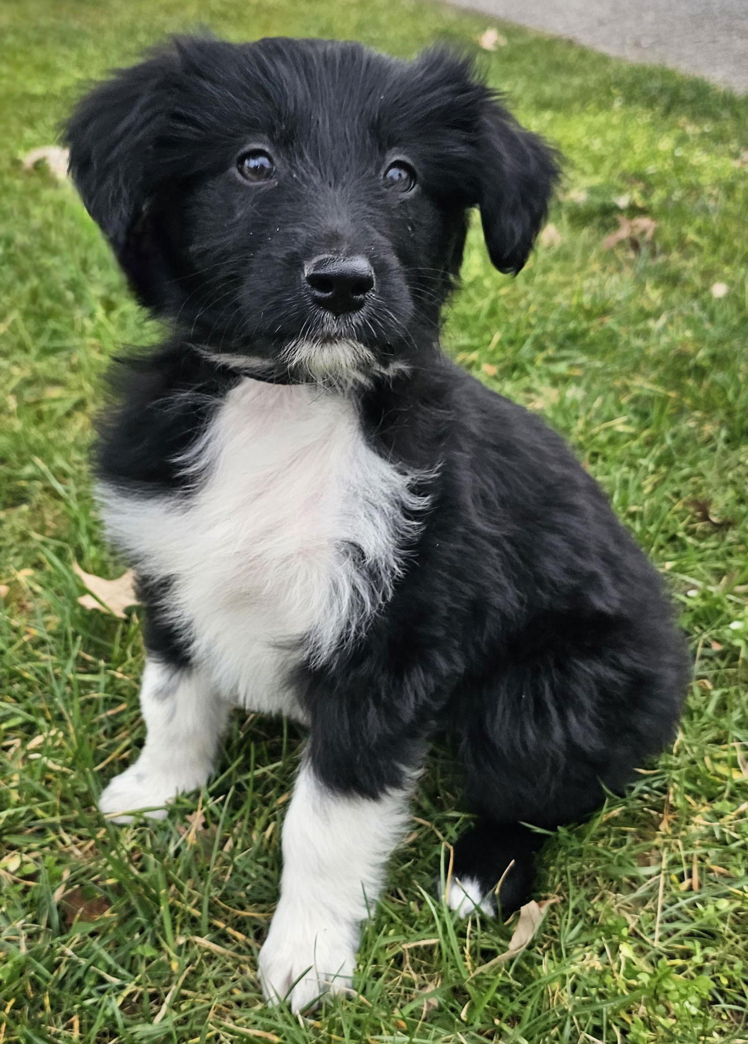 PUPPY PRINCESS OREO, Adopted, Puppy Female Australian Shepherd.