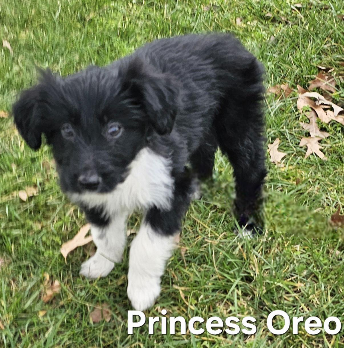 Enlarge PUPPY PRINCESS OREO, a Adopted Australian Shepherd in Franklin, TN image 2/3