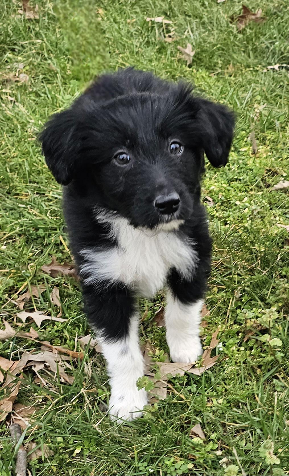 Enlarge PUPPY PRINCESS OREO, a Adopted Australian Shepherd in Franklin, TN image 3/3
