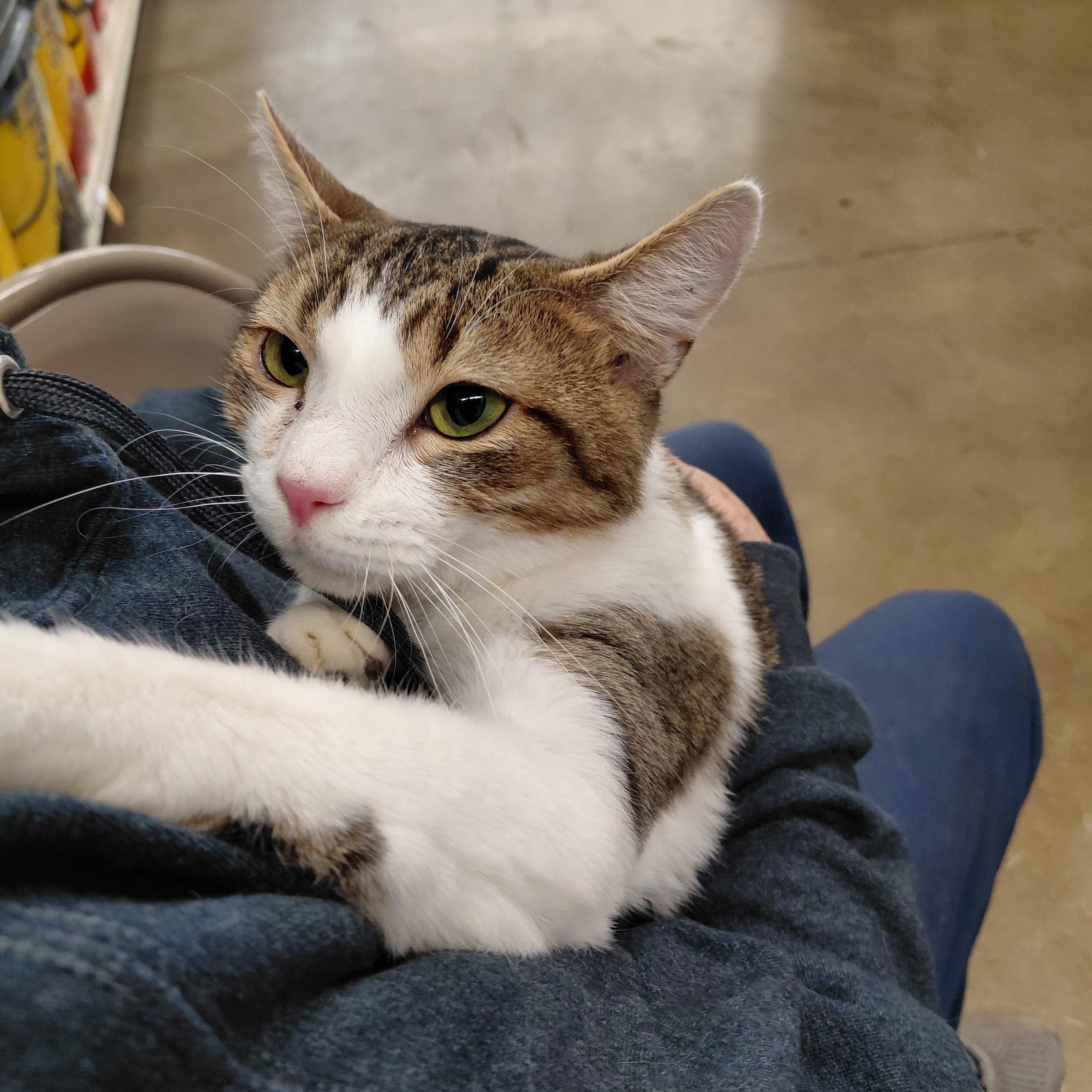 Teagan, adopted, Adult Male Domestic Short Hair.