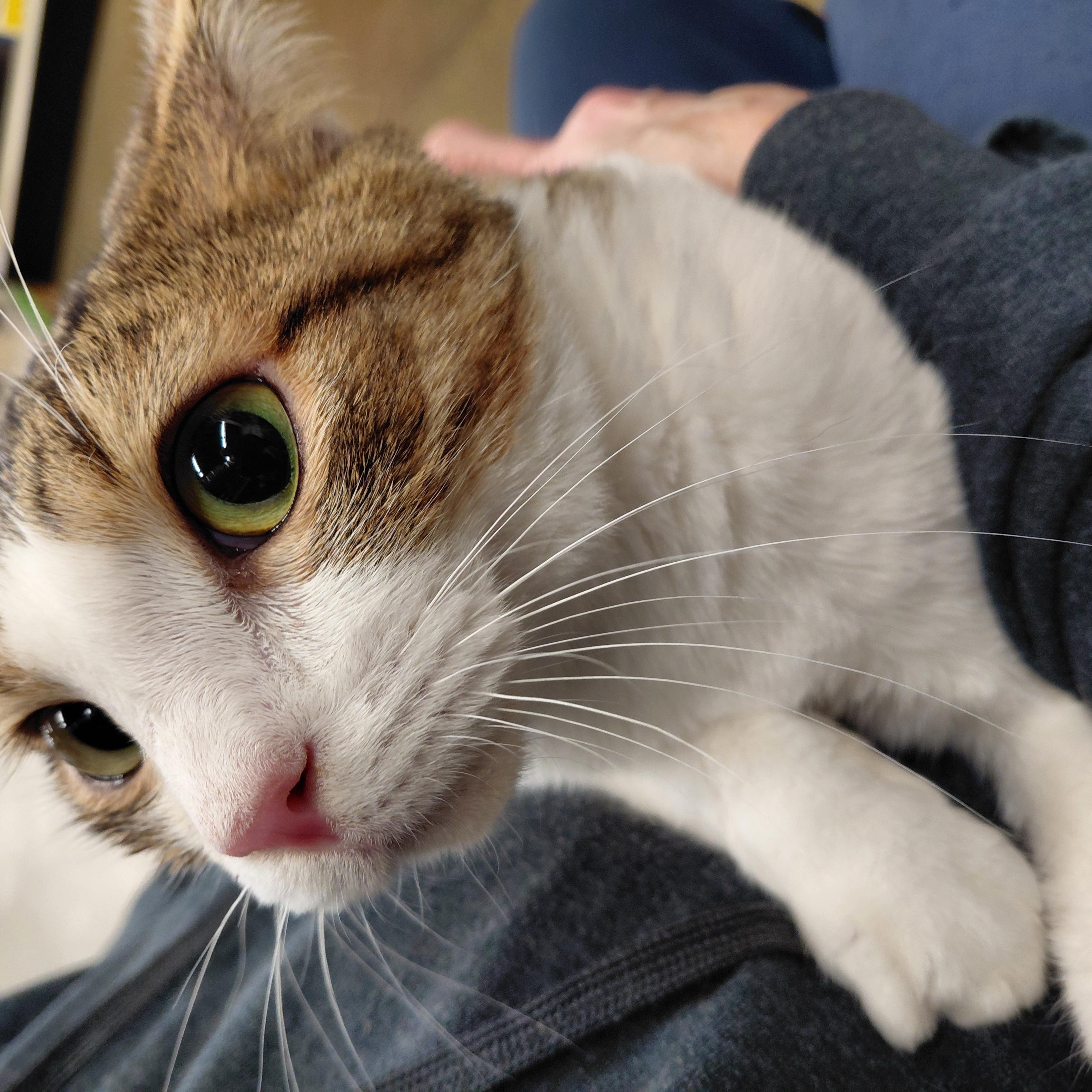 Enlarge Teagan, an adopted Domestic Short Hair in Louisville, KY image 2/2