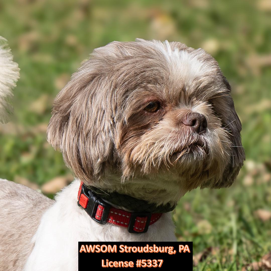 Enlarge Chloe, a Adopted mixed breed in Stroudsburg, PA image 2/2
