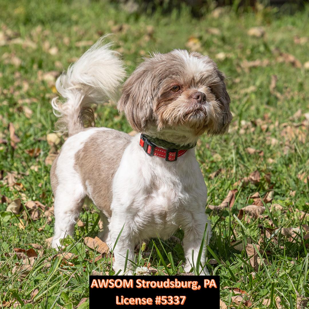 Chloe, Adopted, Adult Female Shih Tzu.