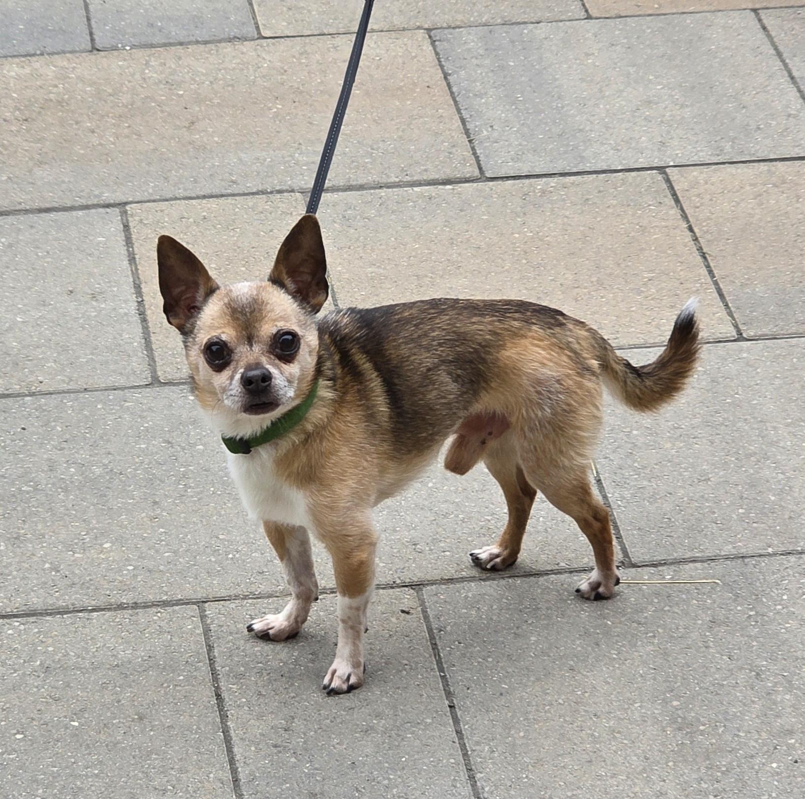 Theodore, an adoptable Chihuahua in Ajax, ON, L1Z 1R7 | Photo Image 2