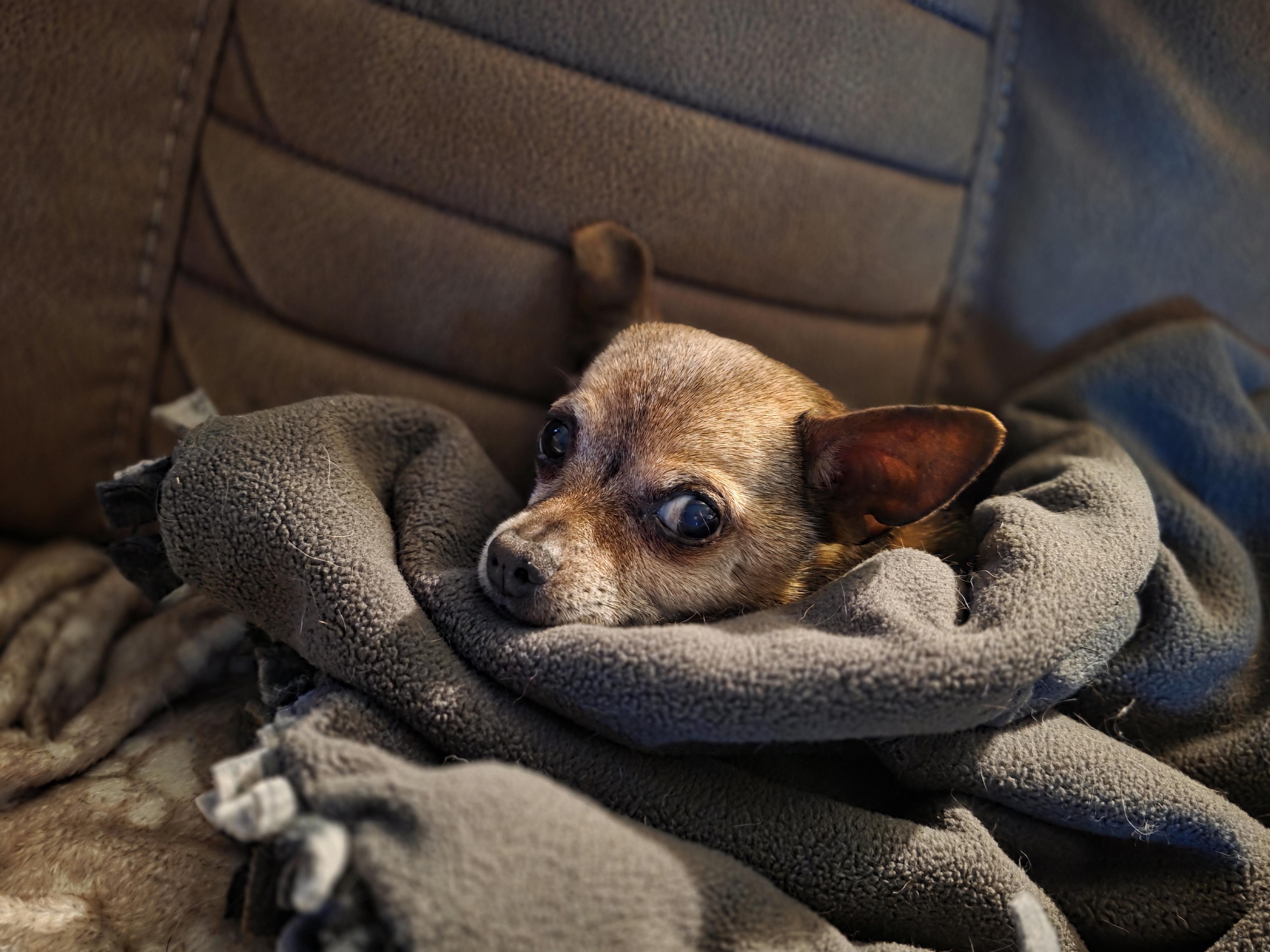 Theodore, Adopted, Senior Male Chihuahua.