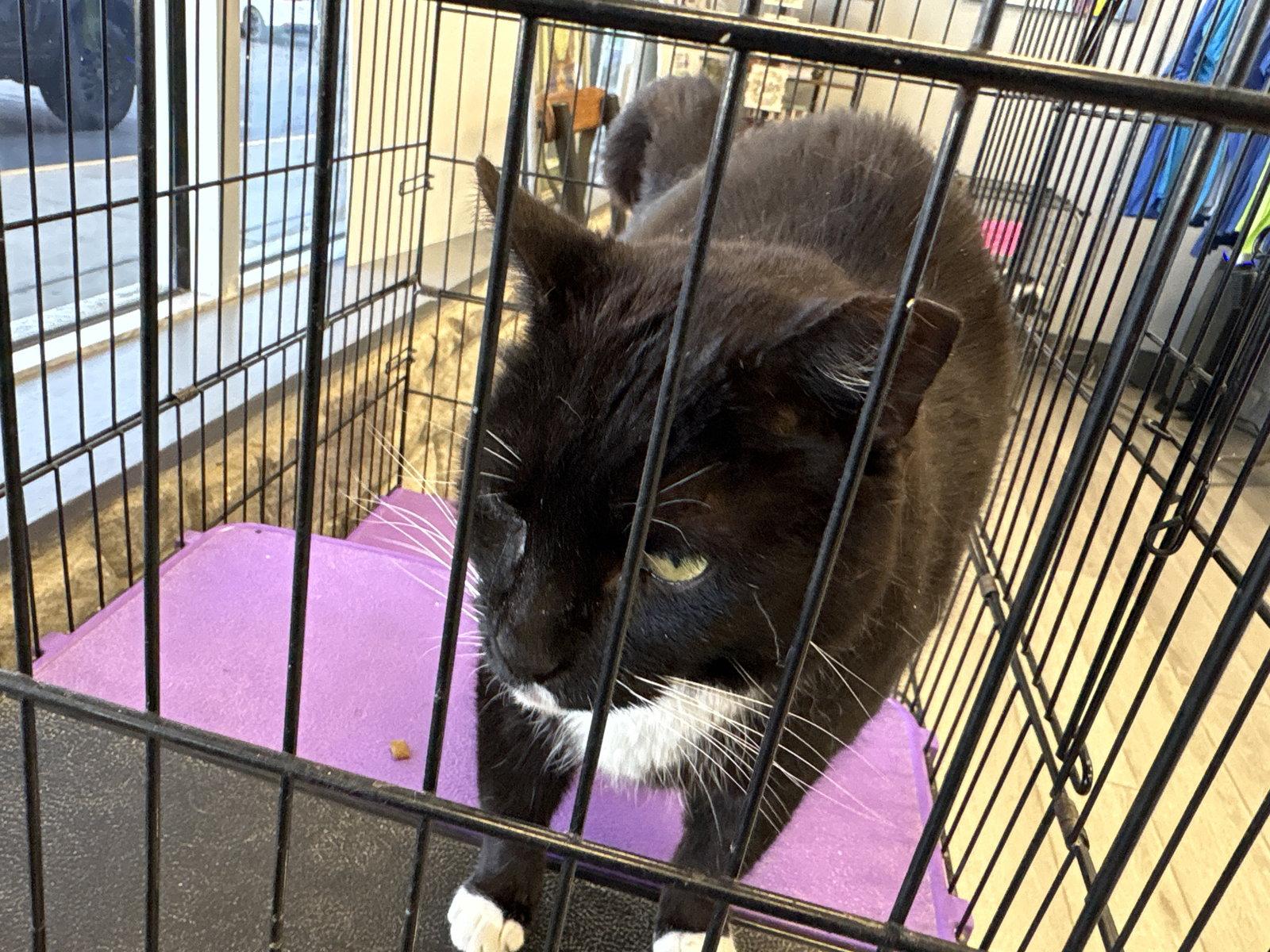 Enlarge Bruno - Must Apply in Person !, a Adoptable Domestic Short Hair in Georgetown, KY image 1/3