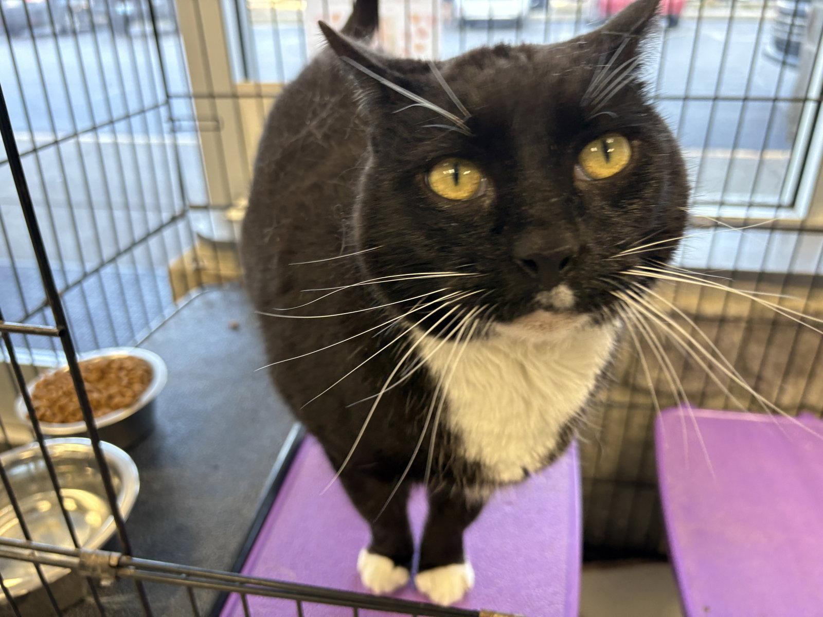 Enlarge Bruno - Must Apply in Person !, a Adoptable Domestic Short Hair in Georgetown, KY image 2/3