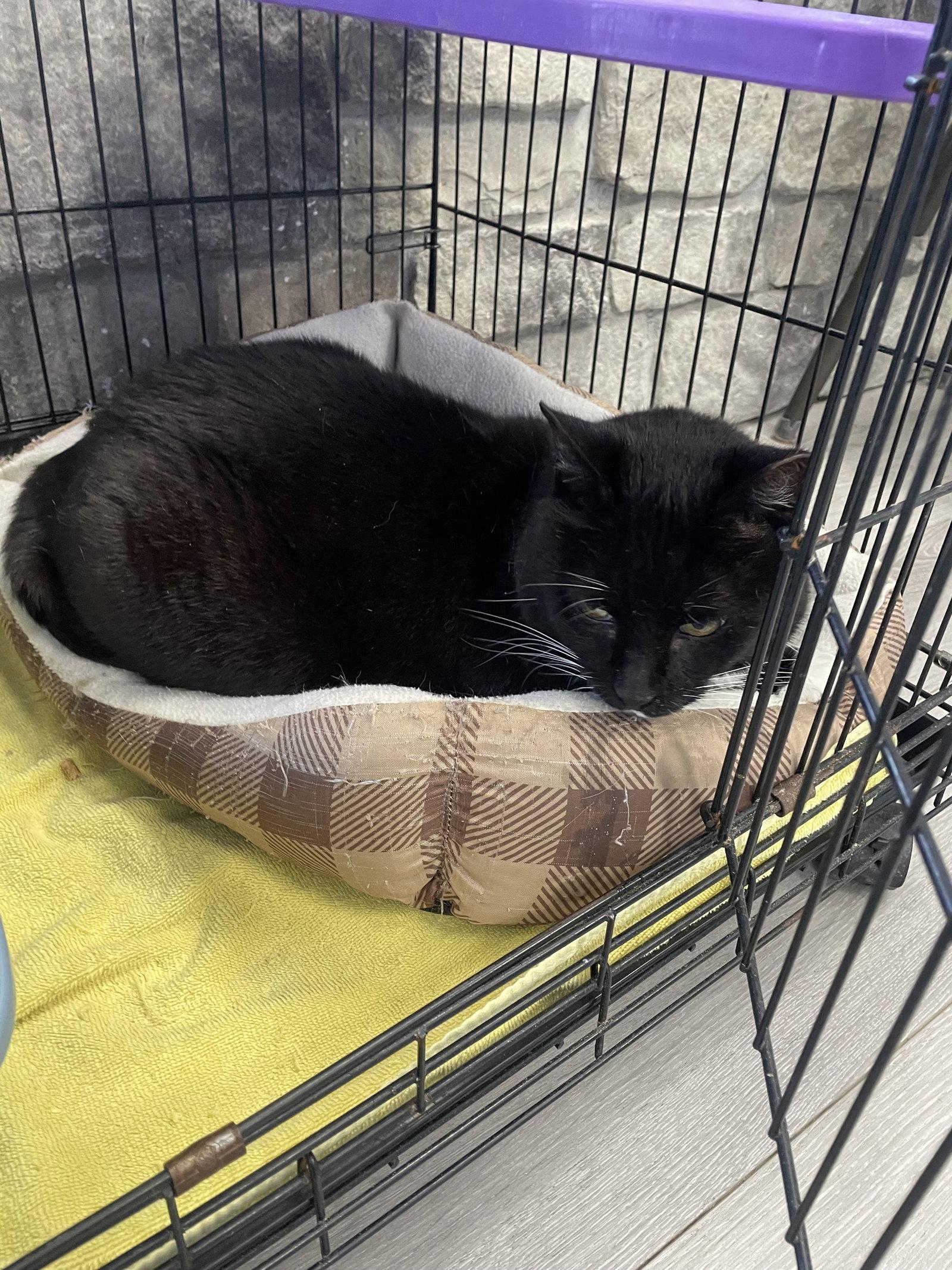 Enlarge Bruno - Must Apply in Person !, a Adoptable Domestic Short Hair in Georgetown, KY image 3/3