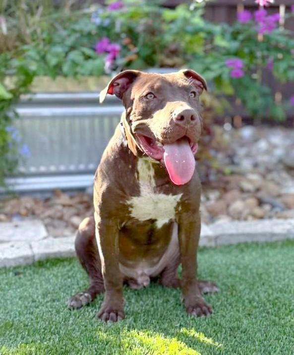 Enlarge Chopper, a Adoptable mixed breed in Bedminster, NJ image 5/6