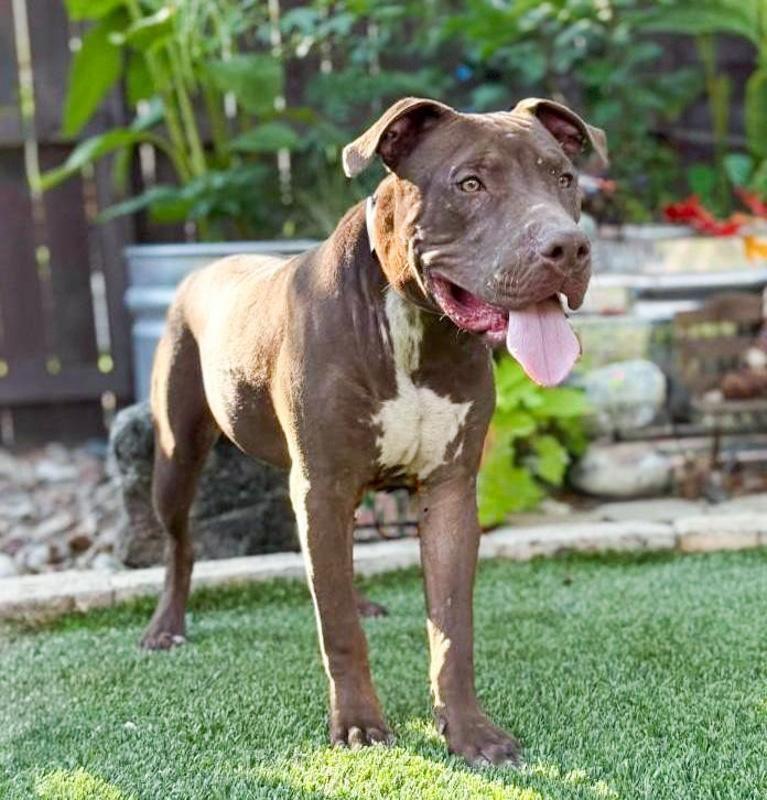 Enlarge Chopper, a Adoptable mixed breed in Bedminster, NJ image 2/6