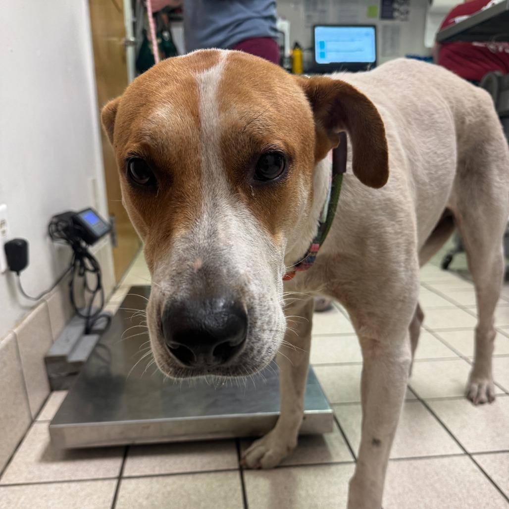 Bashful, Adoptable, Adult Female Mixed Breed.