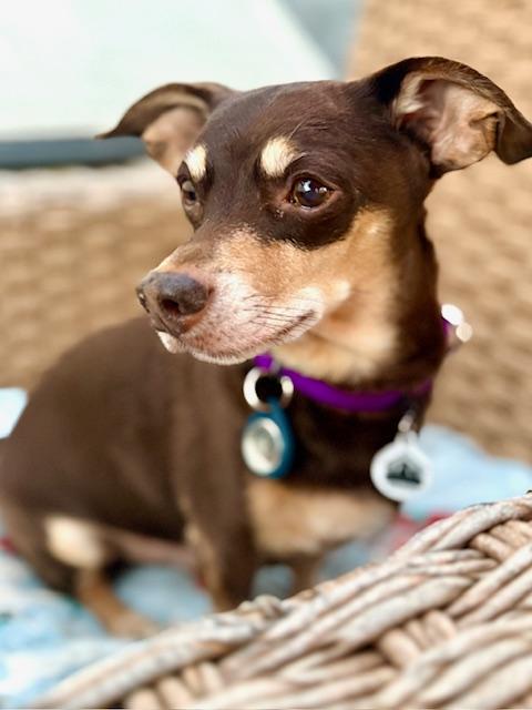 Enlarge Nugget available at Charlie's Little Dog House, an adopted mixed breed in PORTLAND, OR image 1/3