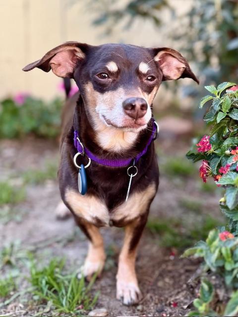 Enlarge Nugget available at Charlie's Little Dog House, an adopted mixed breed in PORTLAND, OR image 2/3