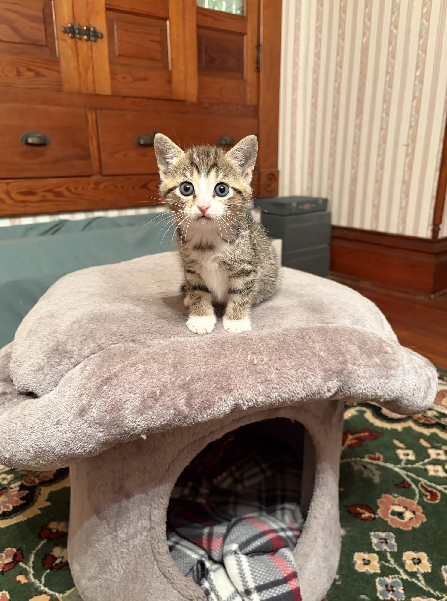 Enlarge Stella, a Adopted Tabby in Decorah, IA image 2/2
