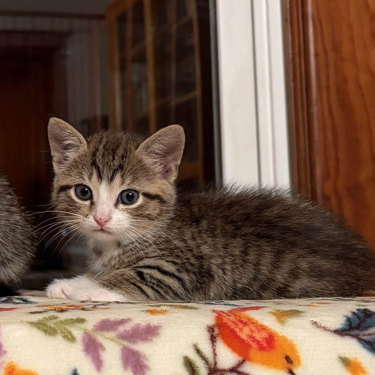 Stella, Adopted, Kitten Female Tabby.