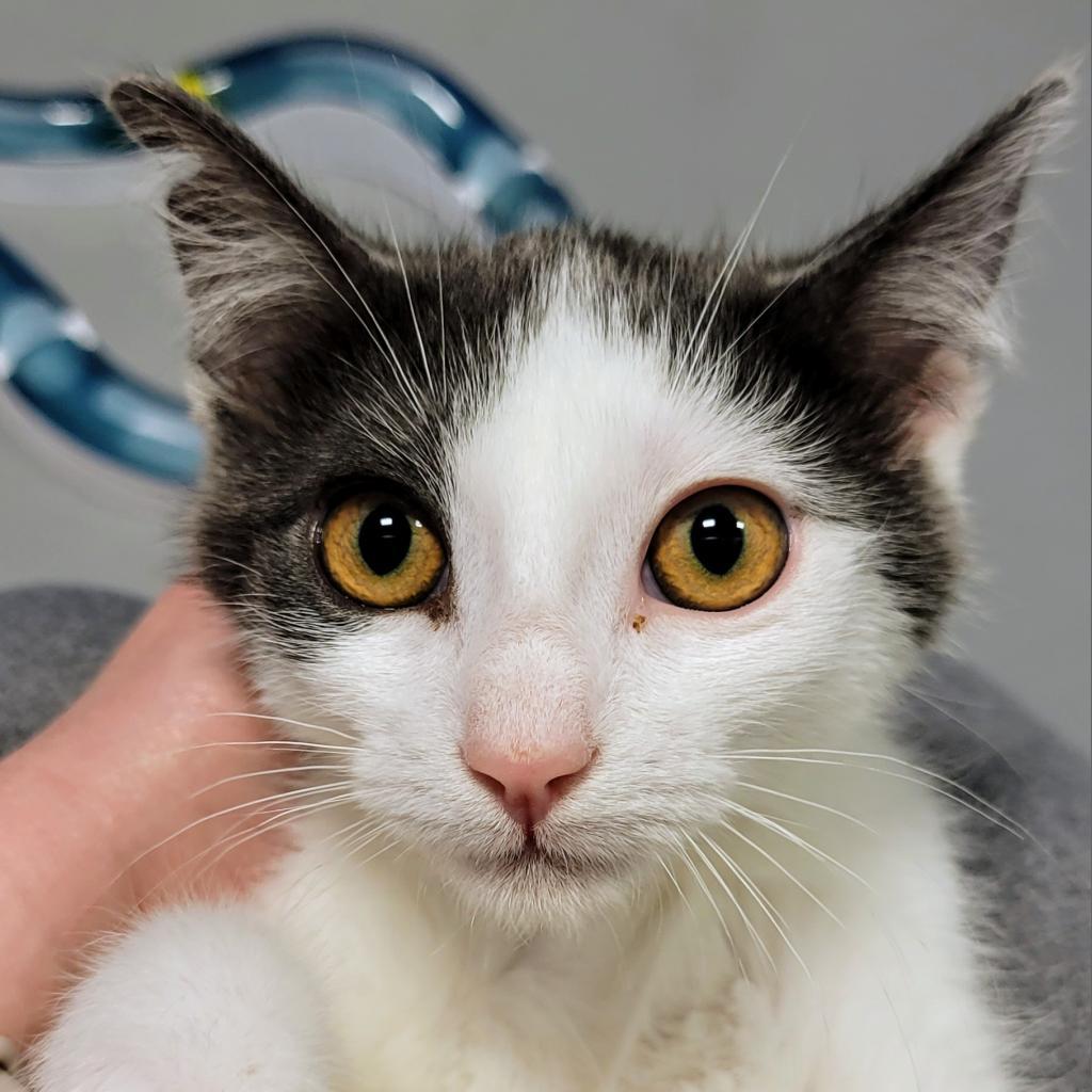 Julius, a Adoptable mixed breed in Sheridan, WY image 1/2